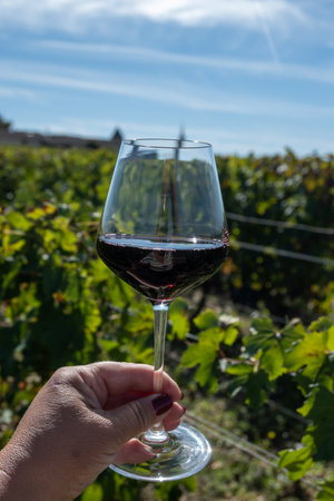 Tasting of red Bordeaux wine, Merlot or Cabernet Sauvignon red wine grapes on cru class vineyards in Pomerol, Saint-Emilion wine making region, France, Bordeauxの写真素材