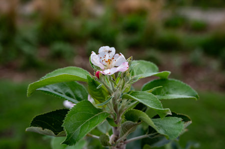 Spring pink blossom of apple trees in town orchards, embarkment of Bordeaux on Garonne river, Franceの写真素材
