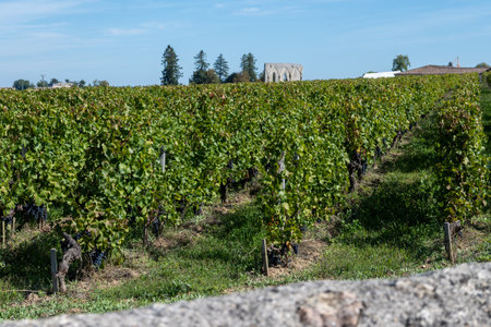 Vineyards near St. Emilion town, production of red Bordeaux wine, Merlot or Cabernet Sauvignon grapes on cru class vineyards in Saint-Emilion wine making region, France, Bordeaux in autumnの写真素材