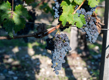 Bunches of ripe red grapes, vineyards near St. Emilion town, production of red Bordeaux wine, Merlot or Cabernet Sauvignon grapes on cru class vineyards in Saint-Emilion wine making region, France, Bordeauxの写真素材