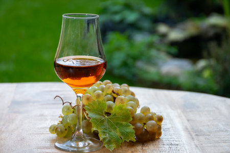 Outdoor tasting of Cognac strong alcohol drink in Cognac region, Charente with bunch of ripe ugni blanc grapes on background uses for spirits distillation and green grass, Franceの写真素材