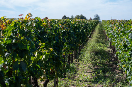 Harvest of grapes in Pomerol village, production of red Bordeaux wine, Merlot or Cabernet Sauvignon grapes on cru class vineyards in Pomerol, Saint-Emilion wine making region, France, Bordeauxの写真素材