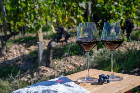 Tasting of red Bordeaux wine, Merlot or Cabernet Sauvignon red wine grapes on cru class vineyards in Pomerol, Saint-Emilion wine making region, France, Bordeauxの写真素材
