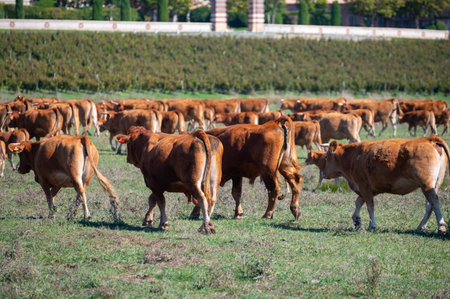 Herd of cows resting on green grass pasture, milk, cheese and meat production in Bordeaux, Haut-Medoc, France in autumnの写真素材