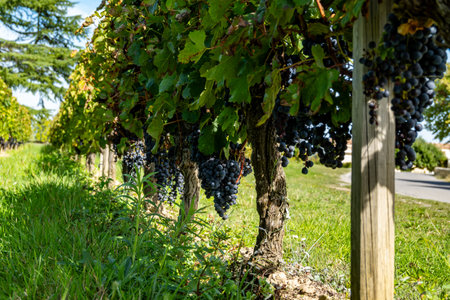Vineyards near St. Emilion town, production of red Bordeaux wine, Merlot or Cabernet Sauvignon grapes on cru class vineyards in Saint-Emilion wine making region, France, Bordeaux in autumnの写真素材