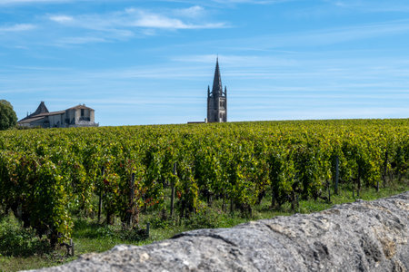 Vineyards near St. Emilion town, production of red Bordeaux wine, Merlot or Cabernet Sauvignon grapes on cru class vineyards in Saint-Emilion wine making region, France, Bordeaux in autumnの写真素材