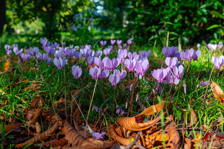 Spring season, wild pink cyclamen flowers blossoming in forest in sun lightsの写真素材