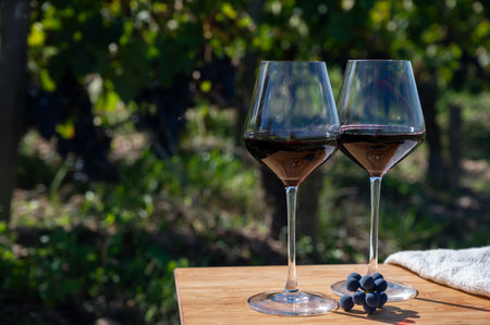 Tasting of red Bordeaux wine, Merlot or Cabernet Sauvignon red wine grapes on cru class vineyards in Pomerol, Saint-Emilion wine making region, France, Bordeauxの写真素材