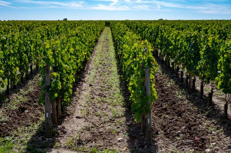 Harvest of grapes in Pomerol village, production of red Bordeaux wine, Merlot or Cabernet Sauvignon grapes on cru class vineyards in Pomerol, Saint-Emilion wine making region, France, Bordeauxの写真素材
