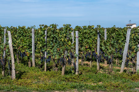 City road sign in Pomerol village, production of red Bordeaux wine, Merlot or Cabernet Sauvignon grapes on cru class vineyards in Pomerol, Saint-Emilion wine making region, France, Bordeauxの写真素材