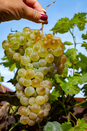 Wine making in Netherlands, ripe white wine grape harvested on Dutch vineyards in Limburg, Gelderland, organic wine of Netherlandsの写真素材