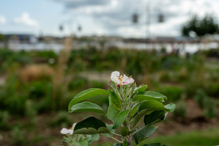 Spring pink blossom of apple trees in town orchards, embarkment of Bordeaux on Garonne river, Franceの写真素材