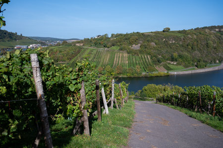 Terraced hilly vineyards in Luxembourg. Traditional method of production of white wine and cremant sparkling wine in Luxembourg country on Mosel, Mosel, Moselle or Musel river.の写真素材