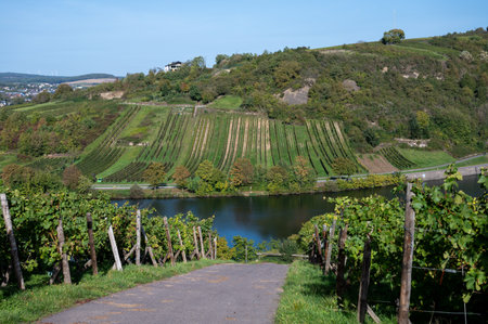 Terraced hilly vineyards in Luxembourg. Traditional method of production of white wine and cremant sparkling wine in Luxembourg country on Mosel, Mosel, Moselle or Musel river.の写真素材