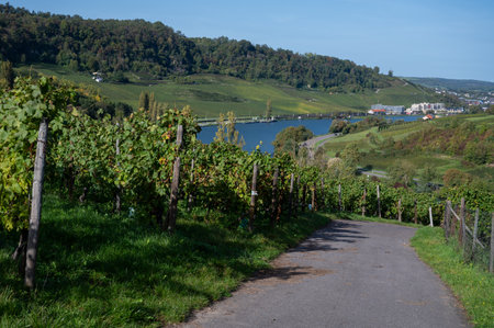 Terraced hilly vineyards in Luxembourg. Traditional method of production of white wine and cremant sparkling wine in Luxembourg country on Mosel, Mosel, Moselle or Musel river.の写真素材
