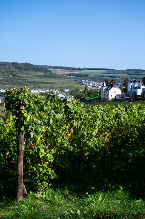 Terraced hilly vineyards in Luxembourg. Traditional method of production of white wine and cremant sparkling wine in Luxembourg country on Mosel, Mosel, Moselle or Musel river.の写真素材