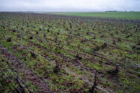 Winter time on Champagne grand cru vineyards near Ambonnay village, rows of old grape vines without leaves, green grass, wine making in Franceの写真素材