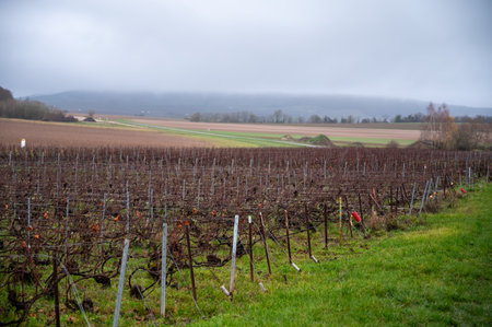 Winter time on Champagne grand cru vineyards near Ambonnay village, rows of old grape vines without leaves, green grass, wine making in Franceの写真素材