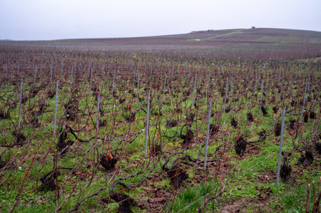 Winter time on Champagne grand cru vineyards near Ambonnay village, rows of old grape vines without leaves, green grass, wine making in Franceの写真素材