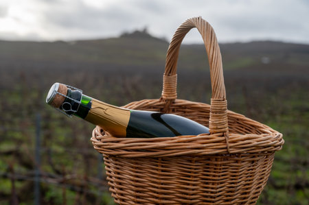 Bottle of Champagne wine in basket on Champagne grand cru vineyards near Verzenay, rows grape vines, no leaves, green grass, wine making in Franceの写真素材