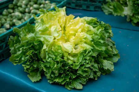 Fresh piece of green salad on outdoor market with seasonal local vegetables and fruitsの写真素材