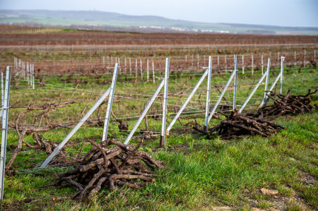 Pruned grapevines, winter time on Champagne grand cru vineyards near Verzenay and Mailly, rows of old grape vines without leave, wine making in Franceの写真素材