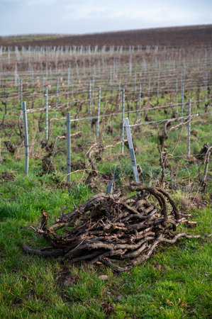 Pruned grapevines, winter time on Champagne grand cru vineyards near Verzenay and Mailly, rows of old grape vines without leave, wine making in Franceの写真素材