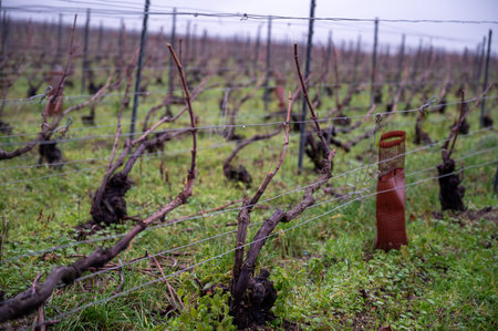 Winter time on Champagne grand cru vineyards near Ambonnay village, rows of old grape vines without leaves, green grass, wine making in Franceの写真素材