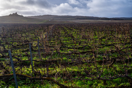 Winter time on Champagne grand cru vineyards near Verzenay and Mailly, rows of old grape vines without leaves, green grass, wine making in Franceの写真素材