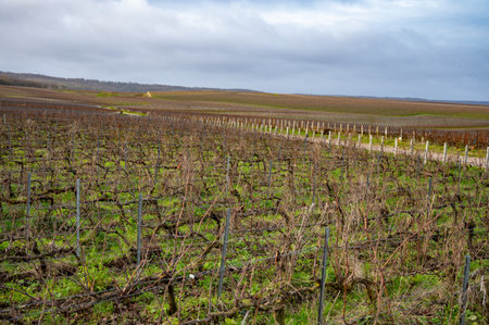 Winter time on Champagne grand cru vineyards near Verzenay and Mailly, rows of old grape vines without leaves, green grass, wine making in Franceの写真素材