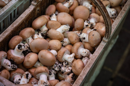High quality French cave organic brown champignon mushrooms ready to eatの写真素材