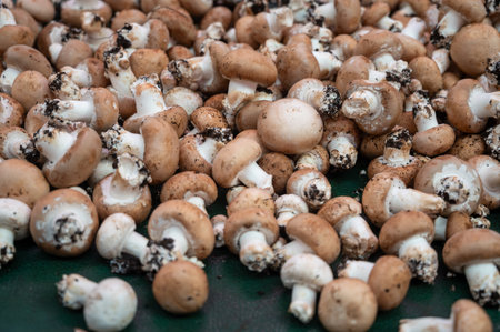 High quality French cave organic brown champignon mushrooms ready to eatの写真素材