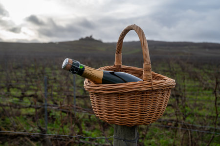Bottle of Champagne wine in basket on Champagne grand cru vineyards near Verzenay, rows grape vines, no leaves, green grass, wine making in Franceの写真素材