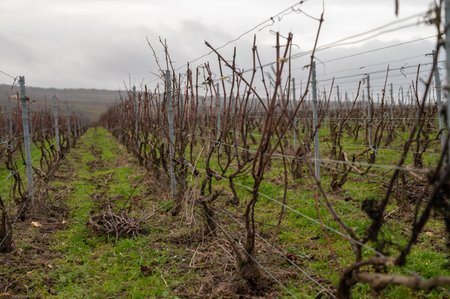 Winter time on Champagne grand cru vineyards near Verzenay and Mailly, rows of old grape vines without leaves, green grass, wine making in Franceの写真素材