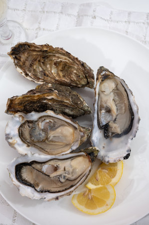 Fresh big alive French, Dutch, Pacific or Japanese oysters molluscs, size number 1, served with...