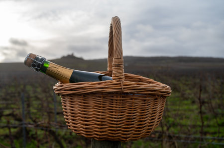 Bottle of Champagne wine in basket on Champagne grand cru vineyards near Verzenay, rows grape vines, no leaves, green grass, wine making in Franceの写真素材