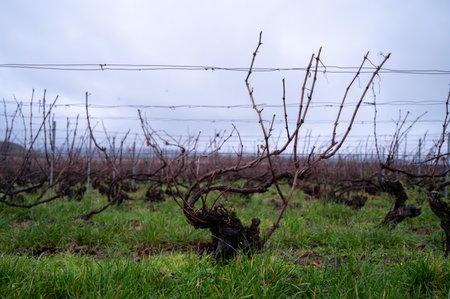 Winter time on Champagne grand cru vineyards near Ambonnay village, rows of old grape vines without leaves, green grass, wine making in Franceの写真素材