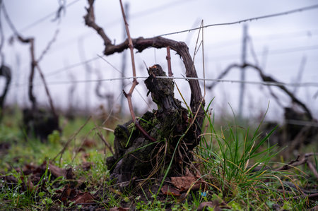 Winter time on Champagne grand cru vineyards near Ambonnay village, rows of old grape vines without leaves, green grass, wine making in Franceの写真素材