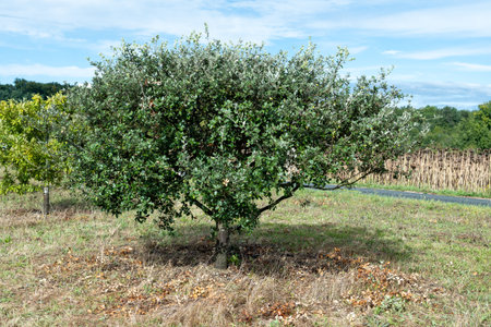 Truffle farm, cultivation of black winter Perigord truffles mushrooms, Tuber melanosporum, oak plantation, truffle hunting in winter on fields with oak treesの写真素材