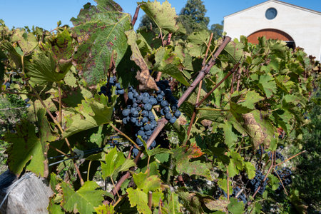 Vineyards in Pauillac village with rows of ripe red Cabernet Sauvignon grape variety of Haut-Medoc vineyards in Bordeaux, left bank of Gironde Estuary, France, ready to harvestの写真素材