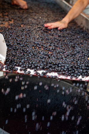 Sorting belt, harvest works in Saint-Emilion wine making region on right bank of Bordeaux, picking,...