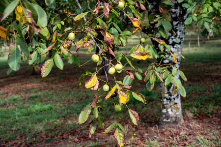 Plantation of high-quality PDO certified walnuts trees in Perigord Limousin Regional Natural Park, Dordogne, France in summerの写真素材