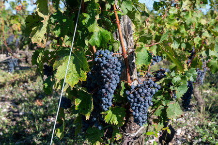 Green vineyards with rows of red Cabernet Sauvignon grape variety of Haut-Medoc vineyards in Bordeaux, left bank of Gironde Estuary, Margaux village, France, ready to harvestの写真素材