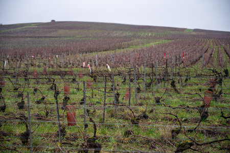 Winter time on Champagne grand cru vineyards near Ambonnay village, rows of old grape vines without leaves, green grass, wine making in Franceの写真素材