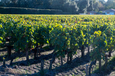 Green vineyards with rows of red Cabernet Sauvignon grape variety of Haut-Medoc vineyards in Bordeaux, left bank of Gironde Estuary, Margaux village, France, ready to harvestの写真素材
