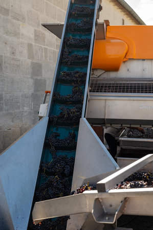 Sorting belt, harvest works in Saint-Emilion wine making region on right bank of Bordeaux, sorting with hands and crushing Merlot or Cabernet Sauvignon red wine grapes, France. Red wines of Bordeaux.の写真素材