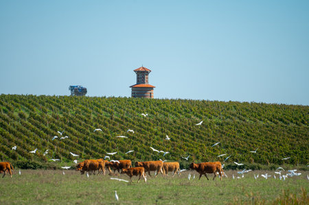 Herd of cows resting on green grass pasture, milk, cheese and meat production in Bordeaux, Haut-Medoc, France in autumnの写真素材