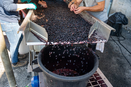 Sorting belt, harvest works in Saint-Emilion wine making region on right bank of Bordeaux, picking, sorting with hands and crushing Merlot or Cabernet Sauvignon red wine grapes, France. Red wines of Bordeaux.の写真素材