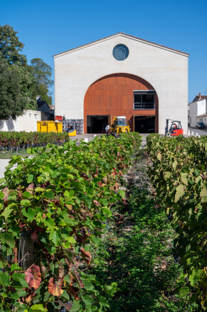 Vineyards in Pauillac village with rows of ripe red Cabernet Sauvignon grape variety of Haut-Medoc vineyards in Bordeaux, left bank of Gironde Estuary, France, ready to harvestの写真素材