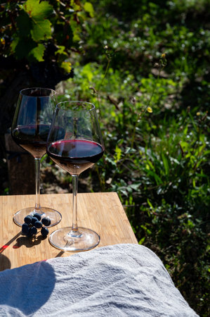 Tasting of red Bordeaux wine, Merlot or Cabernet Sauvignon red wine grapes on cru class vineyards in Pomerol, Saint-Emilion wine making region, France, Bordeauxの写真素材